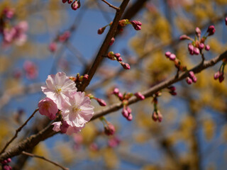 First spring flowers - sakura cherry blossom in Wien