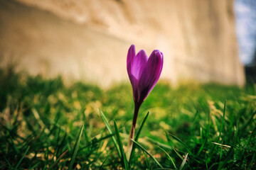 Purple Crocus Flowers - Nature - Background - Beautiful - Spring - Springtime
