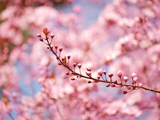 First spring flowers - sakura cherry blossom in Wien