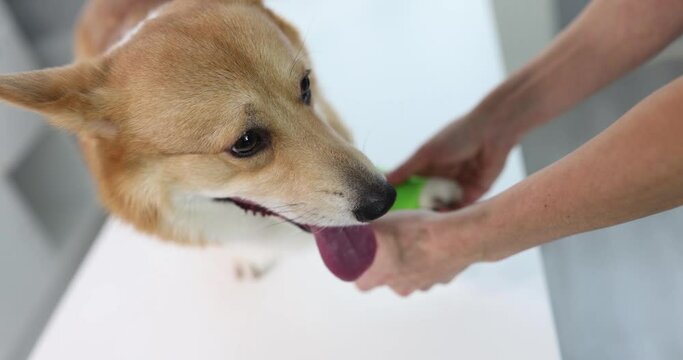 Doctor veterinarian bandage sore paw of dog. Paw diseases in dogs symptoms and treatment concept