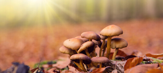 Autumn forest with bright sun and brown mushrooms. - 756357202