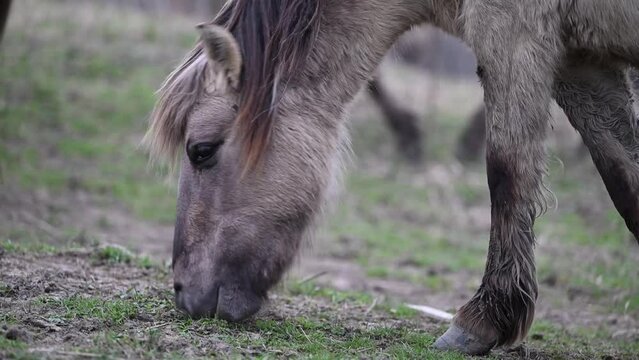 Exmoor-Ponys und Konik Pferde - Wildpferde 