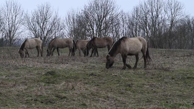 Exmoor-Ponys und Konik Pferde - Wildpferde 