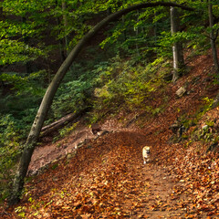 Dog In an Autumn Forest