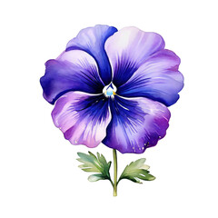 Pansy flower watercolor style with transparent background