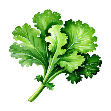 Kale watercolor style with transparent background