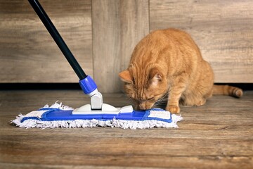 Cute red cat looking curious to the mop for cleaning the floor.