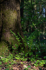 Young green fern leaves near tall tree Spring forest background
