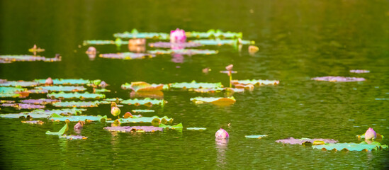 Lotus pond. Water lily close up. Sacred lotus flower in Buddhism. Calmness and tranquility. Spa treatments, yoga, meditation. Tropical nature.