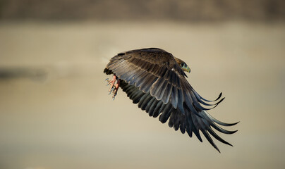 Bateleur (Terathopius ecaudatus) Kgalagadi Transfrontier Park, South Africa