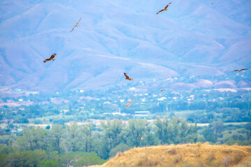 A flock of eagles flying over the city. Golden eagles in free flight. Wild birds of prey have...