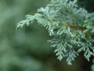 Zweig eines Thuja Baum. Nahaufnahme der filigranen Blätter der Pflanze. Der Hintergrund ist einfarbig grün blau verschwommen. Abstrakt und künstlerisch mit Bokeh. 