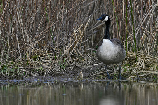 Kanadagans // Canada goose (Branta canadensis) 