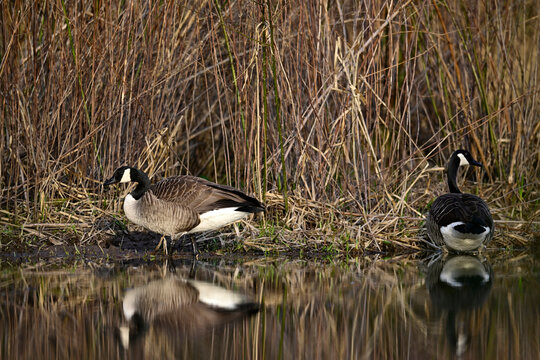 Kanadagans // Canada goose (Branta canadensis) 