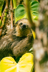 Sloth on a tree, Canaima, Venezuela