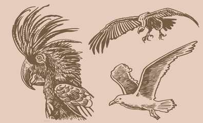 Graphical set of parrot, sea gull and vulture on sepia ,vector element of bird,ornithology	