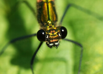 A closeup of a female banded demoiselle looking towards to camera. 