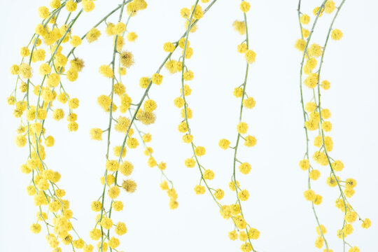 Mimosa blooming spring yellow flowers with branches like vertical curtains on white light background macro