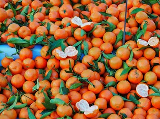 Freshly picked clementines in a large heap. It is a hybrid between mandarin and sweet orange. Some...
