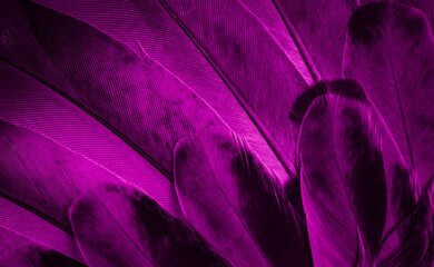 violet feather pigeon macro photo. texture or background