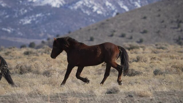 Wild Horse running in slow motion turning around to face another horse.
