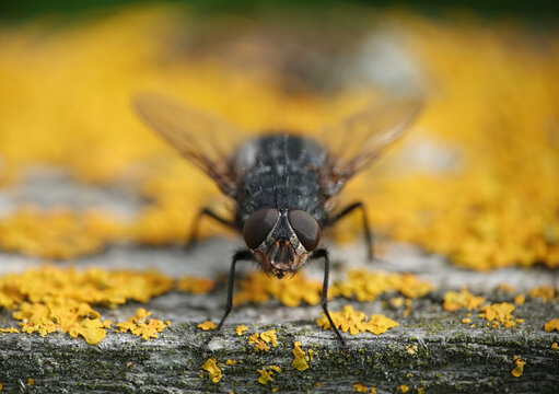 A closeup shallow focus image of a fly on a lichen-covered wooden surface. 