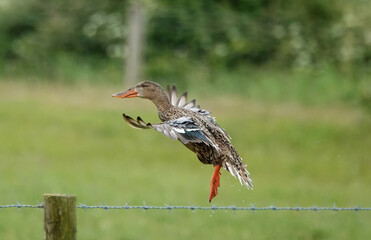 A female northern shoveler duck in the air about to land in a rural field. 