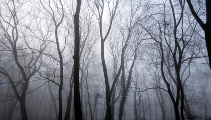 Fog in a Dark Forest. Dark Creepy Forest. Leafless Winter Trees. Halloween Woods.  Balck Silhouette of Leafless Tree Crowns. Winter Landscape Without People. Black Trees on a Foggy Background. 