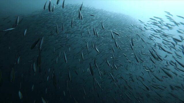  Underwater, a mesmerizing sight unfolds as a group of anchovies gracefully swim in synchronized patterns, their silvery bodies in the sunlight filtering through azure waters. High quality 4k footage