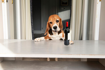 beagle dog with a funny expression and a bottle of wine sits at the table