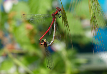 A pair of large red damselflies, pyrrhosoma nymphula, mating on hanging grass in the wild. 