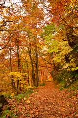 Fototapeta premium 紅葉真っ只中の裏巻機の登山道