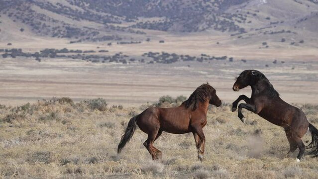 Wild horses fighting with each other in the Utah desert in the North Onaqui herd.