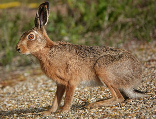 A side view of a brown hare, lepus europaeus, in the wild. 