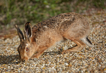 A brown hare, lepus europaeus, picking up a scent on a gravel surface in the wild. 