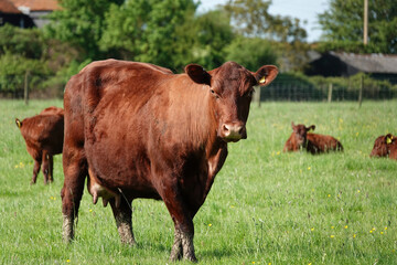An adult cow standing in a field on a British farm in summer and looking towards the camera. 