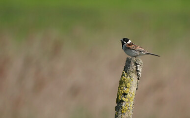 A male reed bunting perching on a stick at a nature reserve with a blurred background.    