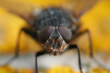 A closeup shallow focus image of a fly looking at the camera with a defocused background. 