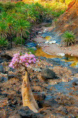 flowering of an amazing endemic bottle tree on the river bank among palm trees. Socotra Island. Yemen. Unique area.