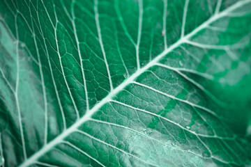 Green horseradish leaf close up nature background . - 756377458