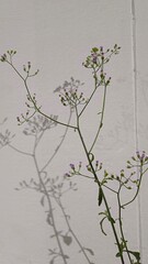 Cyanthillium cinereum (Little ironweed) flower isolated on white background