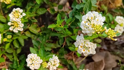 White Lantana camara flower in a garden.