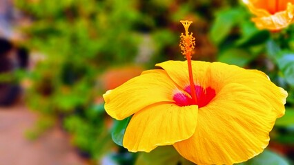 Yellow hibiscus flower or scientific name Hibicus hybrid