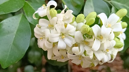 Murraya, also known by the Thai name Kaew Phuang Duang Jai, is classified as auspicious wood.
