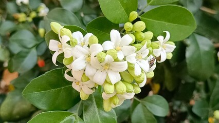 White murraya flowers on a plant in a garden