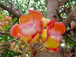 Couroupita guianensis, known by a variety of common names including cannonball tree, is a deciduous tree in the flowering plant family Lecythidaceae

