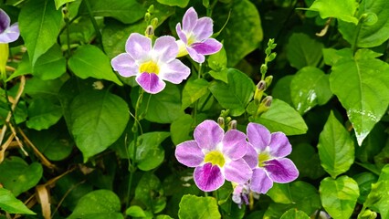 purple primrose flowers Or the Chinese violet (Asystasia gangetica) is a beautiful ornamental plant in the garden.