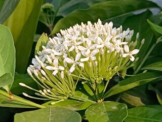 Siamese White ixora close-up photo