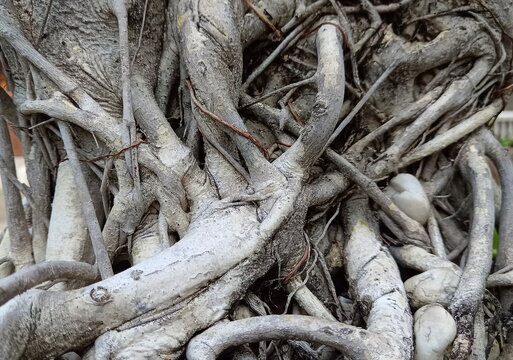 background image tree roots, Beautiful monochrome dry tree root background texture. abstract nature background.
