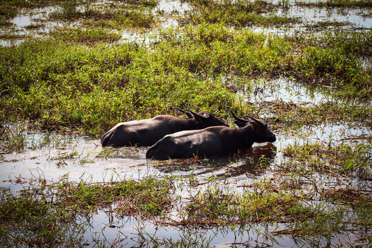 Water Buffalo in Lao